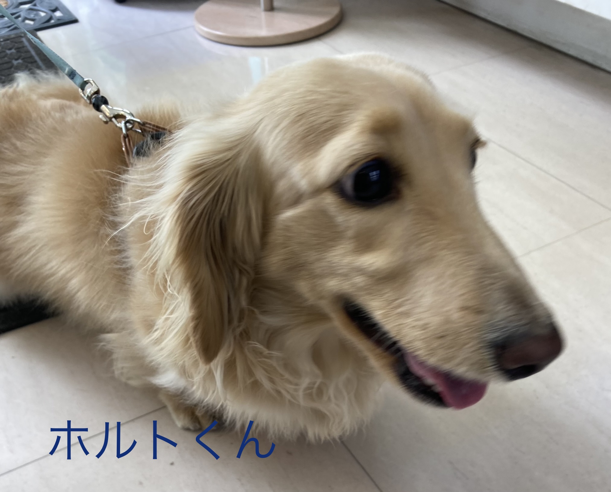 ある日、お店の自動ドアが開くも
受付からは『無人の視界』
『？？？』しばらくの間。。。

なんとかわいいお犬様が
ご来店されてました♪

名前はホルト君、
ダックスのクリームです

ご来店以来、
お散歩の途中に当店に寄ることが
日課となったようで
いつも自動ドアが開いて＝無人
ホルトくんがいたりします(笑）

人なつっこくて
カワイイんです♪